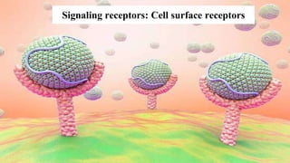 Signaling receptors: Cell surface receptors
 