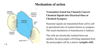 Mechanism of action
Transmitter-Gated Ion Channels Convert
Chemical Signals into Electrical Ones at
Chemical Synapses:
Neuronal signals are transmitted from cell to cell
at specialized sites of contact known as synapses.
The usual mechanism of transmission is indirect.
The cells are electrically isolated from one
another, the presynaptic cell being separated from
the postsynaptic cell by a narrow synaptic cleft.
 