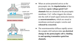 ● When an action potential arrives at the
presynaptic site, the depolarization of the
membrane opens voltage-gated Ca2+
channels that are clustered in the presynaptic
membrane. Ca2+ influx triggers the release
into the cleft of small signal molecules known
as neurotransmitters, which are stored in
membrane-enclosed synaptic vesicles and
released by exocytosis.
● The neurotransmitter diffuses rapidly across
the synaptic cleft and provokes an electrical
change in the postsynaptic cell by binding
to and opening transmitter-gated ion
channels.
 
