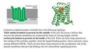 G protein‐coupled receptors normally have the following topology:
Their amino‐terminus is present on the outside of the cell, the seven α helices that
traverse the plasma membrane are connected by loops of varying length, and the
carboxyl‐terminus is present on the inside of the cell. There are three loops present on
the outside of the cell that, together, form the ligand‐binding pocket, whose structure varies
among different GPCRs. There are also three loops present on the cytoplasmic side of the
plasma membrane that provide binding sites for intracellular signaling proteins.
 
