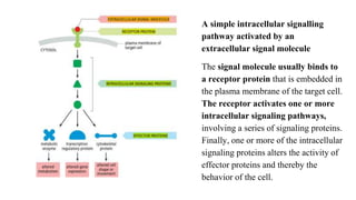 A simple intracellular signalling
pathway activated by an
extracellular signal molecule
The signal molecule usually binds to
a receptor protein that is embedded in
the plasma membrane of the target cell.
The receptor activates one or more
intracellular signaling pathways,
involving a series of signaling proteins.
Finally, one or more of the intracellular
signaling proteins alters the activity of
effector proteins and thereby the
behavior of the cell.
 