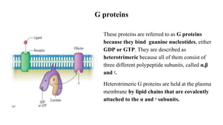 G proteins
These proteins are referred to as G proteins
because they bind guanine nucleotides, either
GDP or GTP. They are described as
heterotrimeric because all of them consist of
three different polypeptide subunits, called α,β
and ᵞ.
Heterotrimeric G proteins are held at the plasma
membrane by lipid chains that are covalently
attached to the α and ᵞ subunits.
 