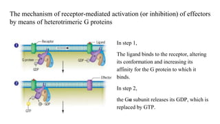 The mechanism of receptor‐mediated activation (or inhibition) of effectors
by means of heterotrimeric G proteins
In step 1,
The ligand binds to the receptor, altering
its conformation and increasing its
affinity for the G protein to which it
binds.
In step 2,
the Gα subunit releases its GDP, which is
replaced by GTP.
 
