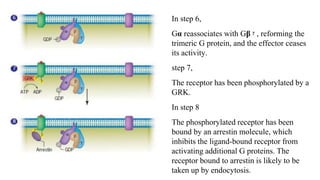 In step 6,
Gα reassociates with Gβ ᵞ , reforming the
trimeric G protein, and the effector ceases
its activity.
step 7,
The receptor has been phosphorylated by a
GRK.
In step 8
The phosphorylated receptor has been
bound by an arrestin molecule, which
inhibits the ligand‐bound receptor from
activating additional G proteins. The
receptor bound to arrestin is likely to be
taken up by endocytosis.
 