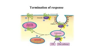 Termination of response
 
