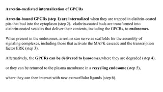 Arrestin‐mediated internalization of GPCRs
Arrestin‐bound GPCRs (step 1) are internalized when they are trapped in clathrin‐coated
pits that bud into the cytoplasm (step 2). clathrin‐coated buds are transformed into
clathrin‐coated vesicles that deliver their contents, including the GPCRs, to endosomes.
When present in the endosomes, arrestins can serve as scaffolds for the assembly of
signaling complexes, including those that activate the MAPK cascade and the transcription
factor ERK (step 3).
Alternatively, the GPCRs can be delivered to lysosomes,where they are degraded (step 4),
or they can be returned to the plasma membrane in a recycling endosome (step 5),
where they can then interact with new extracellular ligands (step 6).
 