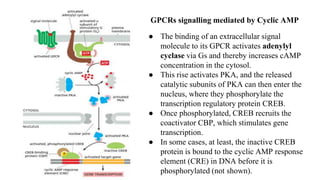 GPCRs signalling mediated by Cyclic AMP
● The binding of an extracellular signal
molecule to its GPCR activates adenylyl
cyclase via Gs and thereby increases cAMP
concentration in the cytosol.
● This rise activates PKA, and the released
catalytic subunits of PKA can then enter the
nucleus, where they phosphorylate the
transcription regulatory protein CREB.
● Once phosphorylated, CREB recruits the
coactivator CBP, which stimulates gene
transcription.
● In some cases, at least, the inactive CREB
protein is bound to the cyclic AMP response
element (CRE) in DNA before it is
phosphorylated (not shown).
 