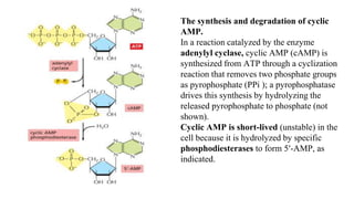The synthesis and degradation of cyclic
AMP.
In a reaction catalyzed by the enzyme
adenylyl cyclase, cyclic AMP (cAMP) is
synthesized from ATP through a cyclization
reaction that removes two phosphate groups
as pyrophosphate (PPi ); a pyrophosphatase
drives this synthesis by hydrolyzing the
released pyrophosphate to phosphate (not
shown).
Cyclic AMP is short-lived (unstable) in the
cell because it is hydrolyzed by specific
phosphodiesterases to form 5ʹ-AMP, as
indicated.
 