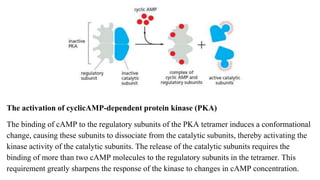 The activation of cyclicAMP-dependent protein kinase (PKA)
The binding of cAMP to the regulatory subunits of the PKA tetramer induces a conformational
change, causing these subunits to dissociate from the catalytic subunits, thereby activating the
kinase activity of the catalytic subunits. The release of the catalytic subunits requires the
binding of more than two cAMP molecules to the regulatory subunits in the tetramer. This
requirement greatly sharpens the response of the kinase to changes in cAMP concentration.
 