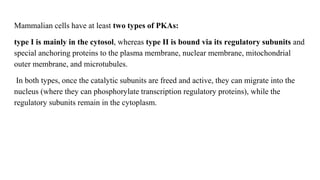 Mammalian cells have at least two types of PKAs:
type I is mainly in the cytosol, whereas type II is bound via its regulatory subunits and
special anchoring proteins to the plasma membrane, nuclear membrane, mitochondrial
outer membrane, and microtubules.
In both types, once the catalytic subunits are freed and active, they can migrate into the
nucleus (where they can phosphorylate transcription regulatory proteins), while the
regulatory subunits remain in the cytoplasm.
 