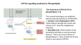 GPCRs signalling mediated by Phospholipids
The hydrolysis of PI(4,5) P2 by
phospholipase C-β
Two second messengers are produced
directly from the hydrolysis of PI(4,5)P2:
1. inositol 1,4,5-trisphosphate (IP3),
which diffuses through the cytosol and
releases Ca2+ from the endoplasmic
reticulum
2. diacylglycerol, which remains in the
membrane and helps to activate protein
kinase C. There are several classes of
phospholipase C: these include the β class,
which is activated by GPCRs.
 