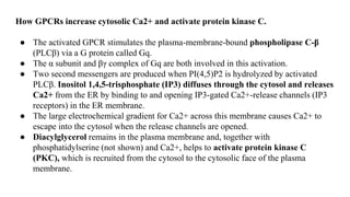 How GPCRs increase cytosolic Ca2+ and activate protein kinase C.
● The activated GPCR stimulates the plasma-membrane-bound phospholipase C-β
(PLCβ) via a G protein called Gq.
● The α subunit and βγ complex of Gq are both involved in this activation.
● Two second messengers are produced when PI(4,5)P2 is hydrolyzed by activated
PLCβ. Inositol 1,4,5-trisphosphate (IP3) diffuses through the cytosol and releases
Ca2+ from the ER by binding to and opening IP3-gated Ca2+-release channels (IP3
receptors) in the ER membrane.
● The large electrochemical gradient for Ca2+ across this membrane causes Ca2+ to
escape into the cytosol when the release channels are opened.
● Diacylglycerol remains in the plasma membrane and, together with
phosphatidylserine (not shown) and Ca2+, helps to activate protein kinase C
(PKC), which is recruited from the cytosol to the cytosolic face of the plasma
membrane.
 