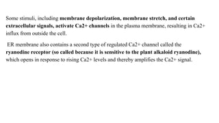 Some stimuli, including membrane depolarization, membrane stretch, and certain
extracellular signals, activate Ca2+ channels in the plasma membrane, resulting in Ca2+
influx from outside the cell.
ER membrane also contains a second type of regulated Ca2+ channel called the
ryanodine receptor (so called because it is sensitive to the plant alkaloid ryanodine),
which opens in response to rising Ca2+ levels and thereby amplifies the Ca2+ signal.
 