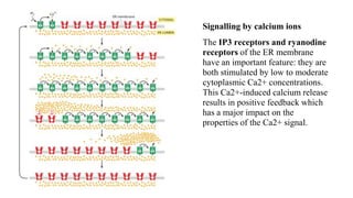 Signalling by calcium ions
The IP3 receptors and ryanodine
receptors of the ER membrane
have an important feature: they are
both stimulated by low to moderate
cytoplasmic Ca2+ concentrations.
This Ca2+-induced calcium release
results in positive feedback which
has a major impact on the
properties of the Ca2+ signal.
 