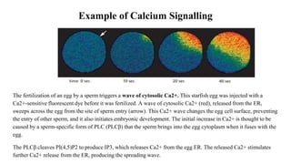 Example of Calcium Signalling
The fertilization of an egg by a sperm triggers a wave of cytosolic Ca2+. This starfish egg was injected with a
Ca2+-sensitive fluorescent dye before it was fertilized. A wave of cytosolic Ca2+ (red), released from the ER,
sweeps across the egg from the site of sperm entry (arrow). This Ca2+ wave changes the egg cell surface, preventing
the entry of other sperm, and it also initiates embryonic development. The initial increase in Ca2+ is thought to be
caused by a sperm-specific form of PLC (PLCβ) that the sperm brings into the egg cytoplasm when it fuses with the
egg.
The PLCβ cleaves PI(4,5)P2 to produce IP3, which releases Ca2+ from the egg ER. The released Ca2+ stimulates
further Ca2+ release from the ER, producing the spreading wave.
 