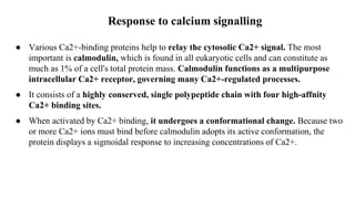 Response to calcium signalling
● Various Ca2+-binding proteins help to relay the cytosolic Ca2+ signal. The most
important is calmodulin, which is found in all eukaryotic cells and can constitute as
much as 1% of a cell's total protein mass. Calmodulin functions as a multipurpose
intracellular Ca2+ receptor, governing many Ca2+-regulated processes.
● It consists of a highly conserved, single polypeptide chain with four high-affnity
Ca2+ binding sites.
● When activated by Ca2+ binding, it undergoes a conformational change. Because two
or more Ca2+ ions must bind before calmodulin adopts its active conformation, the
protein displays a sigmoidal response to increasing concentrations of Ca2+.
 