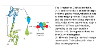 The structure of Ca2+/calmodulin.
(A) The molecule has a dumbbell shape,
with two globular ends, which can bind
to many target proteins. The globular
ends are connected by a long, exposed α
helix, which allows the protein to adopt a
number of different conformations,
depending on the target protein it
interacts with. Each globular head has
two Ca2+- binding sites.
(B) Shown is the major structural change
that occurs in Ca2+/calmodulin when it
binds to a target protein
 