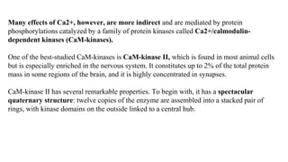 Many effects of Ca2+, however, are more indirect and are mediated by protein
phosphorylations catalyzed by a family of protein kinases called Ca2+/calmodulin-
dependent kinases (CaM-kinases).
One of the best-studied CaM-kinases is CaM-kinase II, which is found in most animal cells
but is especially enriched in the nervous system. It constitutes up to 2% of the total protein
mass in some regions of the brain, and it is highly concentrated in synapses.
CaM-kinase II has several remarkable properties. To begin with, it has a spectacular
quaternary structure: twelve copies of the enzyme are assembled into a stacked pair of
rings, with kinase domains on the outside linked to a central hub.
 