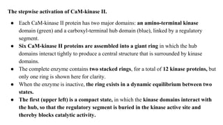 The stepwise activation of CaM-kinase II.
● Each CaM-kinase II protein has two major domains: an amino-terminal kinase
domain (green) and a carboxyl-terminal hub domain (blue), linked by a regulatory
segment.
● Six CaM-kinase II proteins are assembled into a giant ring in which the hub
domains interact tightly to produce a central structure that is surrounded by kinase
domains.
● The complete enzyme contains two stacked rings, for a total of 12 kinase proteins, but
only one ring is shown here for clarity.
● When the enzyme is inactive, the ring exists in a dynamic equilibrium between two
states.
● The first (upper left) is a compact state, in which the kinase domains interact with
the hub, so that the regulatory segment is buried in the kinase active site and
thereby blocks catalytic activity.
 
