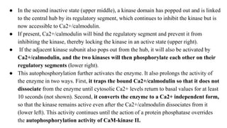 ● In the second inactive state (upper middle), a kinase domain has popped out and is linked
to the central hub by its regulatory segment, which continues to inhibit the kinase but is
now accessible to Ca2+/calmodulin.
● If present, Ca2+/calmodulin will bind the regulatory segment and prevent it from
inhibiting the kinase, thereby locking the kinase in an active state (upper right).
● If the adjacent kinase subunit also pops out from the hub, it will also be activated by
Ca2+/calmodulin, and the two kinases will then phosphorylate each other on their
regulatory segments (lower right).
● This autophosphorylation further activates the enzyme. It also prolongs the activity of
the enzyme in two ways. First, it traps the bound Ca2+/calmodulin so that it does not
dissociate from the enzyme until cytosolic Ca2+ levels return to basal values for at least
10 seconds (not shown). Second, it converts the enzyme to a Ca2+ independent form,
so that the kinase remains active even after the Ca2+/calmodulin dissociates from it
(lower left). This activity continues until the action of a protein phosphatase overrides
the autophosphorylation activity of CaM-kinase II.
 