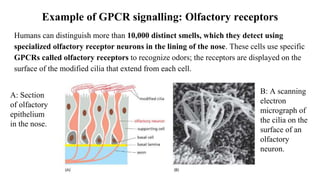 Example of GPCR signalling: Olfactory receptors
Humans can distinguish more than 10,000 distinct smells, which they detect using
specialized olfactory receptor neurons in the lining of the nose. These cells use specific
GPCRs called olfactory receptors to recognize odors; the receptors are displayed on the
surface of the modified cilia that extend from each cell.
A: Section
of olfactory
epithelium
in the nose.
B: A scanning
electron
micrograph of
the cilia on the
surface of an
olfactory
neuron.
 