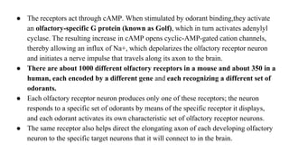 ● The receptors act through cAMP. When stimulated by odorant binding,they activate
an olfactory-specific G protein (known as Golf), which in turn activates adenylyl
cyclase. The resulting increase in cAMP opens cyclic-AMP-gated cation channels,
thereby allowing an influx of Na+, which depolarizes the olfactory receptor neuron
and initiates a nerve impulse that travels along its axon to the brain.
● There are about 1000 different olfactory receptors in a mouse and about 350 in a
human, each encoded by a different gene and each recognizing a different set of
odorants.
● Each olfactory receptor neuron produces only one of these receptors; the neuron
responds to a specific set of odorants by means of the specific receptor it displays,
and each odorant activates its own characteristic set of olfactory receptor neurons.
● The same receptor also helps direct the elongating axon of each developing olfactory
neuron to the specific target neurons that it will connect to in the brain.
 
