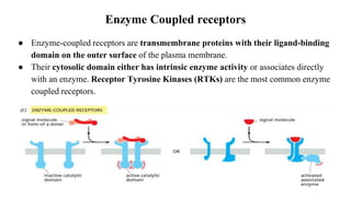 ● Enzyme-coupled receptors are transmembrane proteins with their ligand-binding
domain on the outer surface of the plasma membrane.
● Their cytosolic domain either has intrinsic enzyme activity or associates directly
with an enzyme. Receptor Tyrosine Kinases (RTKs) are the most common enzyme
coupled receptors.
Enzyme Coupled receptors
 