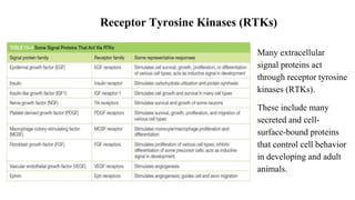 Many extracellular
signal proteins act
through receptor tyrosine
kinases (RTKs).
These include many
secreted and cell-
surface-bound proteins
that control cell behavior
in developing and adult
animals.
Receptor Tyrosine Kinases (RTKs)
 