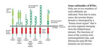 Some subfamilies of RTKs.
Only one or two members of
each subfamily are
indicated. Note that in some
cases, the tyrosine kinase
domain is interrupted by a
“kinase insert region” that is
an extra segment emerging
from the folded kinase
domain. The functions of
most of the cysteine-rich,
immunoglobulin like, and
fibronectin-type-III-like
domains are not known.
 