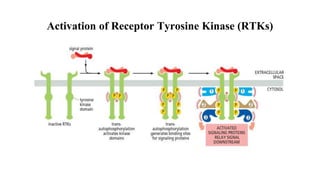 Activation of Receptor Tyrosine Kinase (RTKs)
 