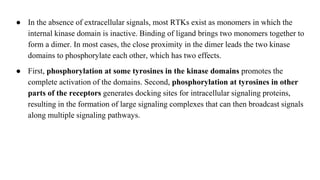 ● In the absence of extracellular signals, most RTKs exist as monomers in which the
internal kinase domain is inactive. Binding of ligand brings two monomers together to
form a dimer. In most cases, the close proximity in the dimer leads the two kinase
domains to phosphorylate each other, which has two effects.
● First, phosphorylation at some tyrosines in the kinase domains promotes the
complete activation of the domains. Second, phosphorylation at tyrosines in other
parts of the receptors generates docking sites for intracellular signaling proteins,
resulting in the formation of large signaling complexes that can then broadcast signals
along multiple signaling pathways.
 