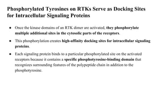 Phosphorylated Tyrosines on RTKs Serve as Docking Sites
for Intracellular Signaling Proteins
● Once the kinase domains of an RTK dimer are activated, they phosphorylate
multiple additional sites in the cytosolic parts of the receptors.
● This phosphorylation creates high-affinity docking sites for intracellular signaling
proteins.
● Each signaling protein binds to a particular phosphorylated site on the activated
receptors because it contains a specific phosphotyrosine-binding domain that
recognizes surrounding features of the polypeptide chain in addition to the
phosphotyrosine.
 