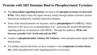 Proteins with SH2 Domains Bind to Phosphorylated Tyrosines
● The intracellular signaling proteins can bind to the phospho-tyrosines on activated
RTKs. They help to relay the signal onward, mainly through chains of protein–protein
interactions mediated by modular interaction domains.
● Some of the docked proteins are enzymes, such as phospholipase C-γ (PLCγ), which
functions in the same way as phospholipase C-β—activating the inositol phospholipid
signaling pathway in connection with GPCRs. Through this pathway, RTKs can
increase cytosolic Ca2+ levels and activate PKC.
● Another is phosphoinositide 3-kinase (PI 3-kinase), which phosphorylates lipids rather
than proteins
● Yet another enzyme that docks on these receptors is the cytoplasmic tyrosine kinase
Src, which phosphorylates other signaling proteins on tyrosines.
 