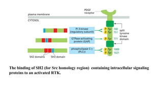 The binding of SH2 (for Src homology region) containing intracellular signaling
proteins to an activated RTK.
 