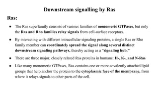 Downstream signalling by Ras
Ras:
● The Ras superfamily consists of various families of monomeric GTPases, but only
the Ras and Rho families relay signals from cell-surface receptors.
● By interacting with different intracellular signaling proteins, a single Ras or Rho
family member can coordinately spread the signal along several distinct
downstream signaling pathways, thereby acting as a “signaling hub.”
● There are three major, closely related Ras proteins in humans: H-, K-, and N-Ras
● Like many monomeric GTPases, Ras contains one or more covalently attached lipid
groups that help anchor the protein to the cytoplasmic face of the membrane, from
where it relays signals to other parts of the cell.
 