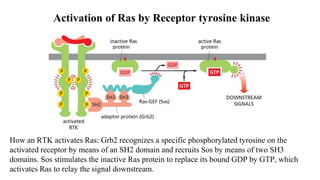 Activation of Ras by Receptor tyrosine kinase
How an RTK activates Ras: Grb2 recognizes a specific phosphorylated tyrosine on the
activated receptor by means of an SH2 domain and recruits Sos by means of two SH3
domains. Sos stimulates the inactive Ras protein to replace its bound GDP by GTP, which
activates Ras to relay the signal downstream.
 