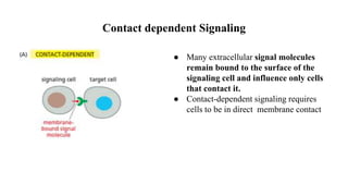 Contact dependent Signaling
● Many extracellular signal molecules
remain bound to the surface of the
signaling cell and influence only cells
that contact it.
● Contact-dependent signaling requires
cells to be in direct membrane contact
 