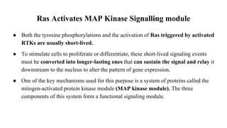 Ras Activates MAP Kinase Signalling module
● Both the tyrosine phosphorylations and the activation of Ras triggered by activated
RTKs are usually short-lived.
● To stimulate cells to proliferate or differentiate, these short-lived signaling events
must be converted into longer-lasting ones that can sustain the signal and relay it
downstream to the nucleus to alter the pattern of gene expression.
● One of the key mechanisms used for this purpose is a system of proteins called the
mitogen-activated protein kinase module (MAP kinase module). The three
components of this system form a functional signaling module.
 