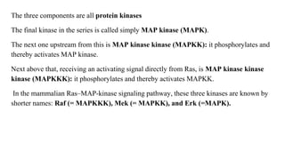 The three components are all protein kinases
The final kinase in the series is called simply MAP kinase (MAPK).
The next one upstream from this is MAP kinase kinase (MAPKK): it phosphorylates and
thereby activates MAP kinase.
Next above that, receiving an activating signal directly from Ras, is MAP kinase kinase
kinase (MAPKKK): it phosphorylates and thereby activates MAPKK.
In the mammalian Ras–MAP-kinase signaling pathway, these three kinases are known by
shorter names: Raf (= MAPKKK), Mek (= MAPKK), and Erk (=MAPK).
 