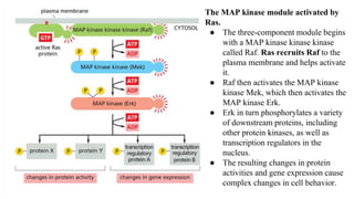 The MAP kinase module activated by
Ras.
● The three-component module begins
with a MAP kinase kinase kinase
called Raf. Ras recruits Raf to the
plasma membrane and helps activate
it.
● Raf then activates the MAP kinase
kinase Mek, which then activates the
MAP kinase Erk.
● Erk in turn phosphorylates a variety
of downstream proteins, including
other protein kinases, as well as
transcription regulators in the
nucleus.
● The resulting changes in protein
activities and gene expression cause
complex changes in cell behavior.
 