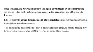 Once activated, the MAP kinase relays the signal downstream by phosphorylating
various proteins in the cell, including transcription regulators and other protein
kinases.
Erk, for example, enters the nucleus and phosphorylates one or more components of a
transcription regulatory complex.
This activates the transcription of a set of immediate early genes, so named because they
turn on within minutes after an RTK receives an extracellular signals.
 
