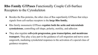 Rho Family GTPases Functionally Couple Cell-Surface
Receptors to the Cytoskeleton
● Besides the Ras proteins, the other class of Ras superfamily GTPases that relays
signals from cell-surface receptors is the large Rho family.
● Rho family monomeric GTPases regulate both the actin and microtubule
cytoskeletons, controlling cell shape, polarity, motility, and adhesion
● They also regulate cell-cycle progression, gene transcription, and membrane
transport. They play a key part in the guidance of cell migration and nerve axon
outgrowth, mediating cytoskeletal responses to the activation of a special class of
guidance receptors.
 