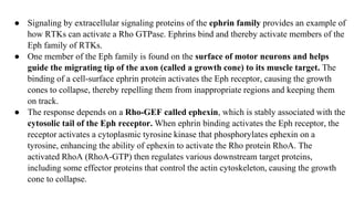 ● Signaling by extracellular signaling proteins of the ephrin family provides an example of
how RTKs can activate a Rho GTPase. Ephrins bind and thereby activate members of the
Eph family of RTKs.
● One member of the Eph family is found on the surface of motor neurons and helps
guide the migrating tip of the axon (called a growth cone) to its muscle target. The
binding of a cell-surface ephrin protein activates the Eph receptor, causing the growth
cones to collapse, thereby repelling them from inappropriate regions and keeping them
on track.
● The response depends on a Rho-GEF called ephexin, which is stably associated with the
cytosolic tail of the Eph receptor. When ephrin binding activates the Eph receptor, the
receptor activates a cytoplasmic tyrosine kinase that phosphorylates ephexin on a
tyrosine, enhancing the ability of ephexin to activate the Rho protein RhoA. The
activated RhoA (RhoA-GTP) then regulates various downstream target proteins,
including some effector proteins that control the actin cytoskeleton, causing the growth
cone to collapse.
 