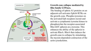 Growth cone collapse mediated by
Rho family GTPases.
The binding of ephrin A1 proteins on an
adjacent cell activates EphA4 RTKs on
the growth cone. Phospho-tyrosines on
the activated Eph receptors recruit and
activate a cytoplasmic tyrosine kinase to
phosphorylate the receptor-associated
Rho-GEF ephexin on a tyrosine. This
enhances the ability of the ephexin to
activate RhoA. RhoA then induces the
growth cone to collapse by stimulating
the myosin-dependent contraction of the
actin cytoskeleton.
 