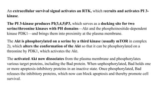 An extracellular survival signal activates an RTK, which recruits and activates PI 3-
kinase.
The PI 3-kinase produces PI(3,4,5)P3, which serves as a docking site for two
serine/threonine kinases with PH domains—Akt and the phosphoinositide-dependent
kinase PDK1—and brings them into proximity at the plasma membrane.
The Akt is phosphorylated on a serine by a third kinase (usually mTOR in complex
2), which alters the conformation of the Akt so that it can be phosphorylated on a
threonine by PDK1, which activates the Akt.
The activated Akt now dissociates from the plasma membrane and phosphorylates
various target proteins, including the Bad protein. When unphosphorylated, Bad holds one
or more apoptosis-inhibitory proteins in an inactive state. Once phosphorylated, Bad
releases the inhibitory proteins, which now can block apoptosis and thereby promote cell
survival.
 
