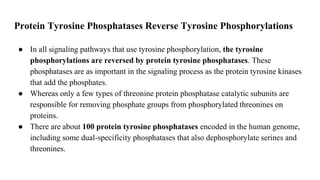 Protein Tyrosine Phosphatases Reverse Tyrosine Phosphorylations
● In all signaling pathways that use tyrosine phosphorylation, the tyrosine
phosphorylations are reversed by protein tyrosine phosphatases. These
phosphatases are as important in the signaling process as the protein tyrosine kinases
that add the phosphates.
● Whereas only a few types of threonine protein phosphatase catalytic subunits are
responsible for removing phosphate groups from phosphorylated threonines on
proteins.
● There are about 100 protein tyrosine phosphatases encoded in the human genome,
including some dual-specificity phosphatases that also dephosphorylate serines and
threonines.
 