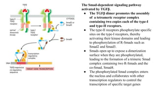 The Smad-dependent signaling pathway
activated by TGFβ.
● The TGFβ dimer promotes the assembly
of a tetrameric receptor complex
containing two copies each of the type-I
and type-II receptors.
● The type-II receptors phosphorylate specific
sites on the type-I receptors, thereby
activating their kinase domains and leading
to phosphorylation of R-Smads such as
Smad2 and Smad3.
● Smads open up to expose a dimerization
surface when they are phosphorylated,
leading to the formation of a trimeric Smad
complex containing two R-Smads and the
co-Smad, Smad4.
● The phosphorylated Smad complex enters
the nucleus and collaborates with other
transcription regulators to control the
transcription of specific target genes
 