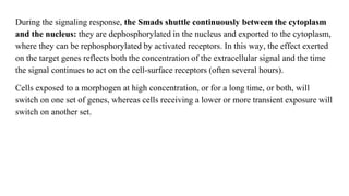 During the signaling response, the Smads shuttle continuously between the cytoplasm
and the nucleus: they are dephosphorylated in the nucleus and exported to the cytoplasm,
where they can be rephosphorylated by activated receptors. In this way, the effect exerted
on the target genes reflects both the concentration of the extracellular signal and the time
the signal continues to act on the cell-surface receptors (often several hours).
Cells exposed to a morphogen at high concentration, or for a long time, or both, will
switch on one set of genes, whereas cells receiving a lower or more transient exposure will
switch on another set.
 