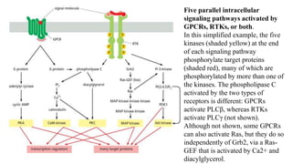 Five parallel intracellular
signaling pathways activated by
GPCRs, RTKs, or both.
In this simplified example, the five
kinases (shaded yellow) at the end
of each signaling pathway
phosphorylate target proteins
(shaded red), many of which are
phosphorylated by more than one of
the kinases. The phospholipase C
activated by the two types of
receptors is different: GPCRs
activate PLCβ, whereas RTKs
activate PLCγ (not shown).
Although not shown, some GPCRs
can also activate Ras, but they do so
independently of Grb2, via a Ras-
GEF that is activated by Ca2+ and
diacylglycerol.
 