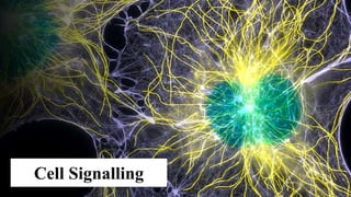 Cell Signalling
 